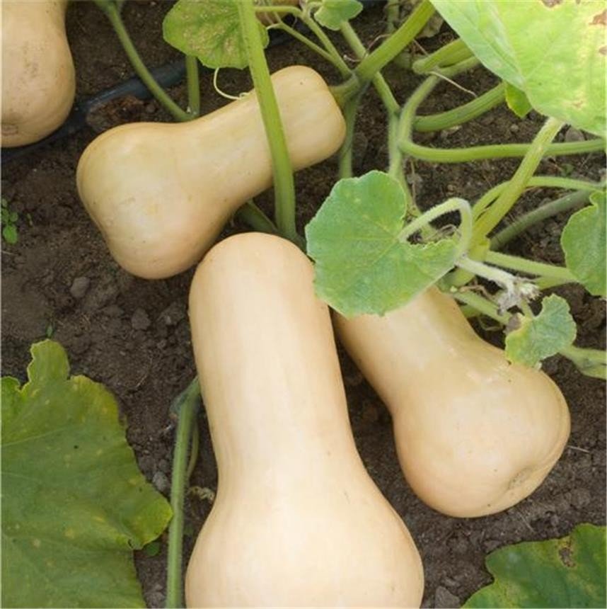 Courge Butternut