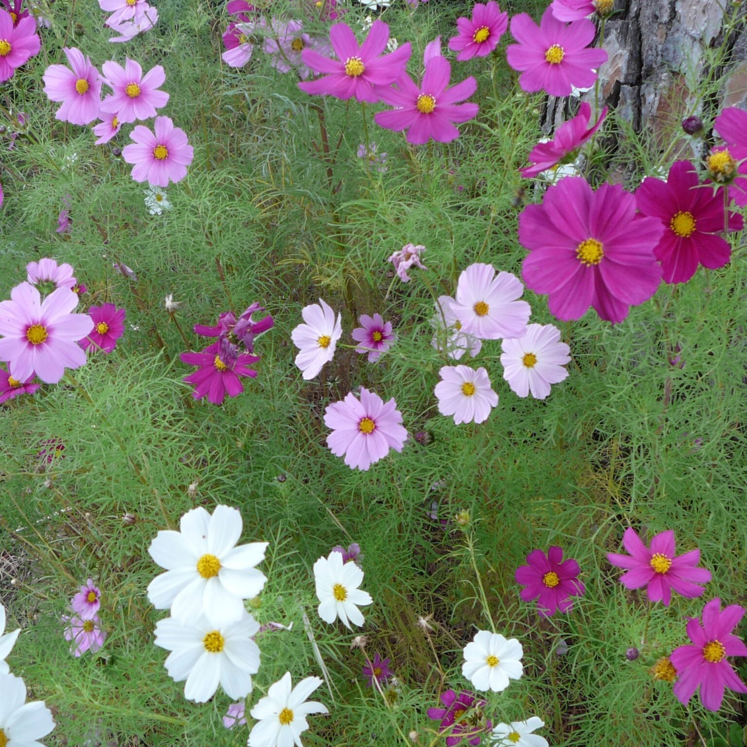 Cosmos