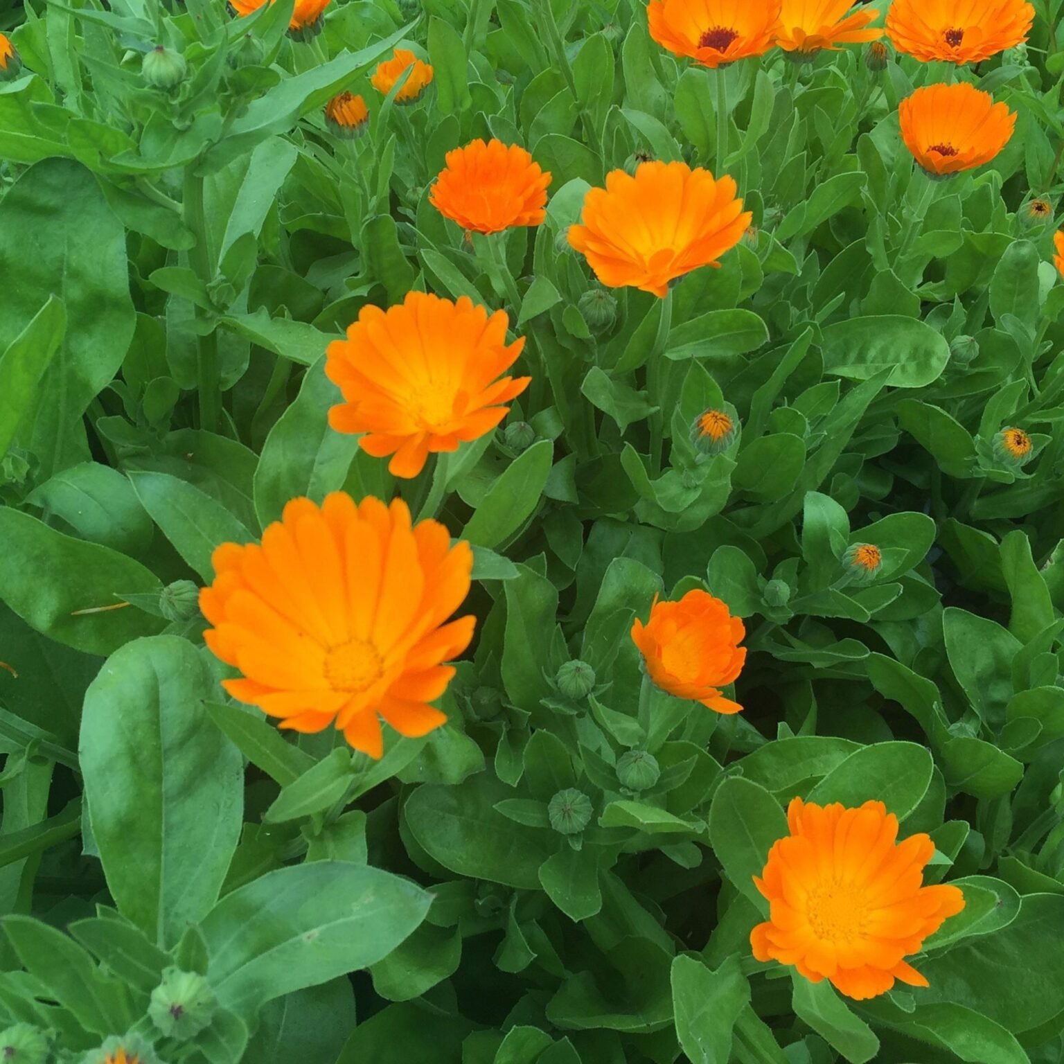 Souci (Calendula)