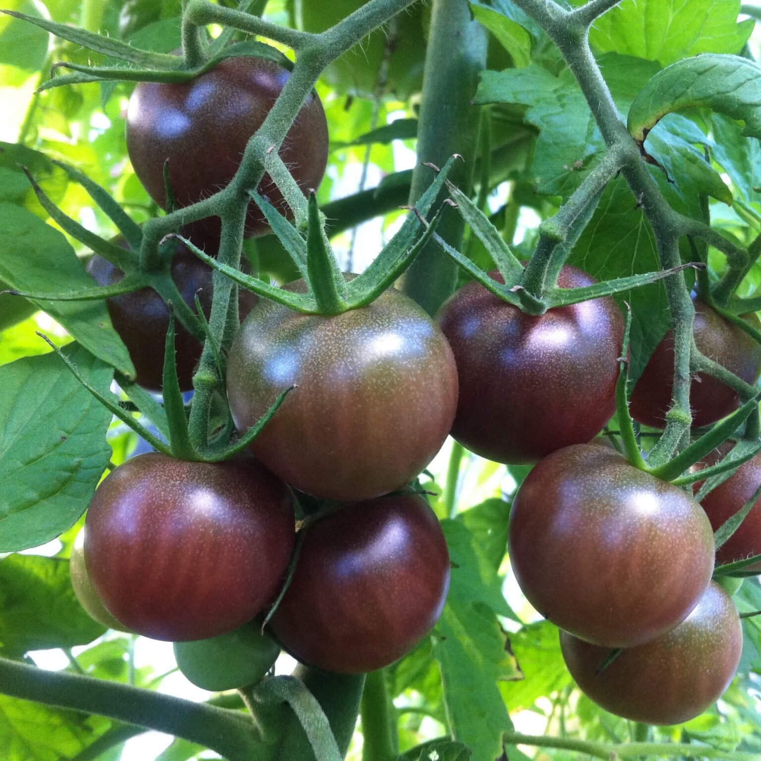 Tomate cerise - Black Cherry