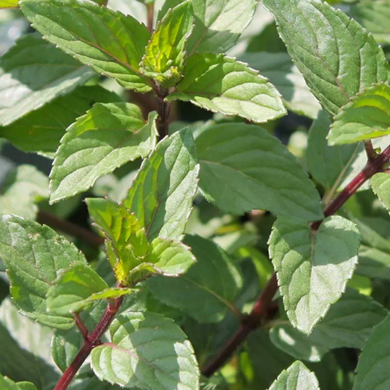 Menthe poivrée