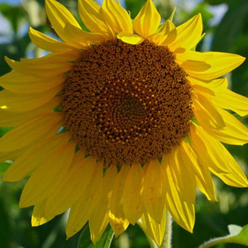 Tournesol
