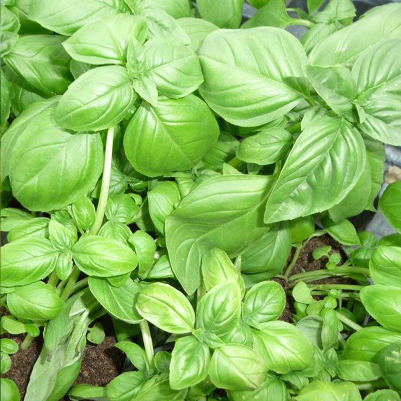 Basilic Grand Vert