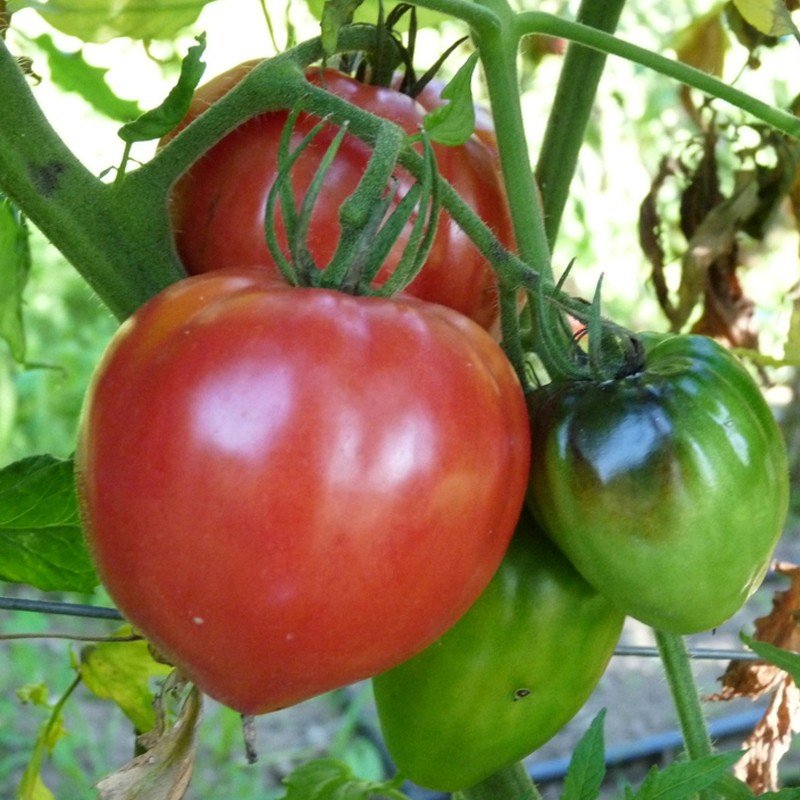 Tomate Cœur de Bœuf Rouge