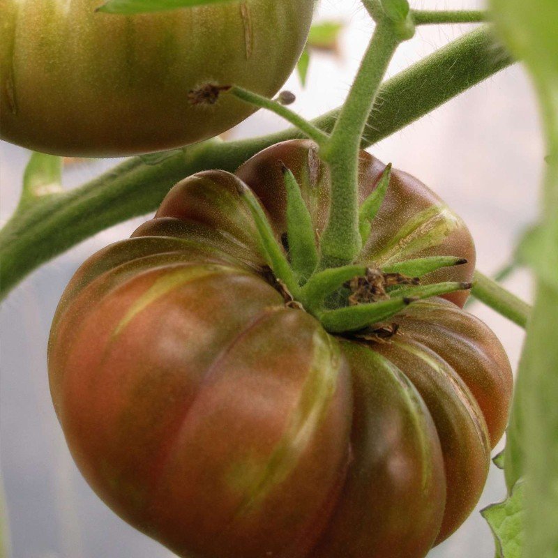 Tomate Ananas noire