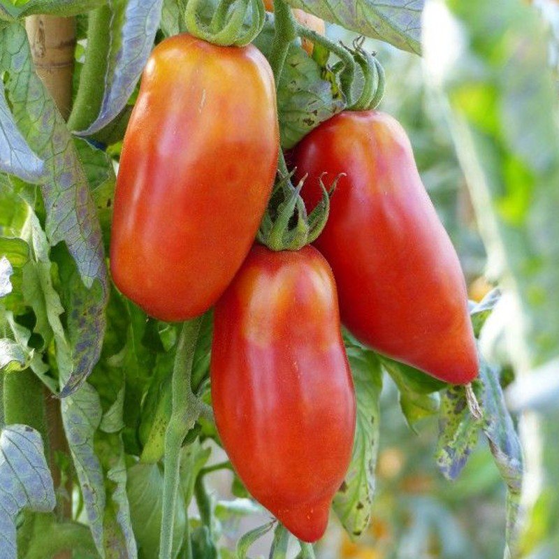 Tomate Andine cornue