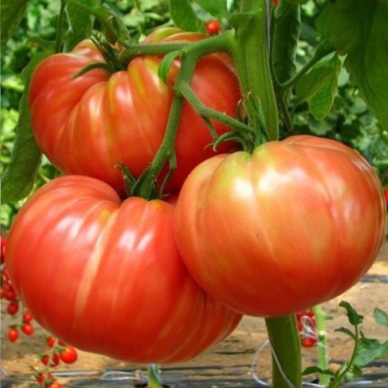 Tomate Marmande