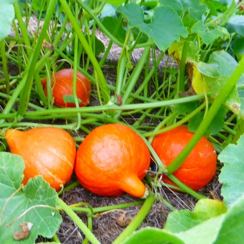 Courge Potimarron Red Kuri