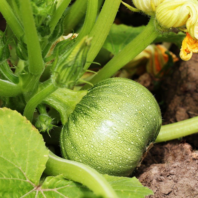 Courgette ronde de Nice