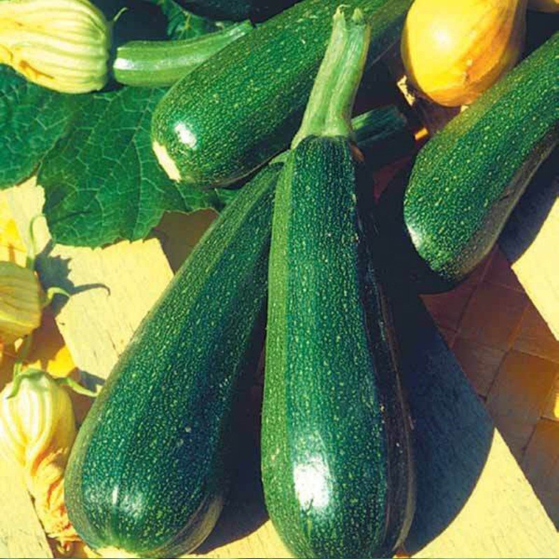 Courgette Verte allongée Zuboda