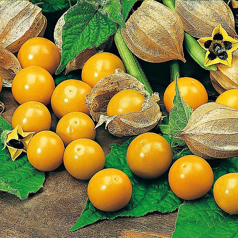 Physalis (Coqueret du Pérou)