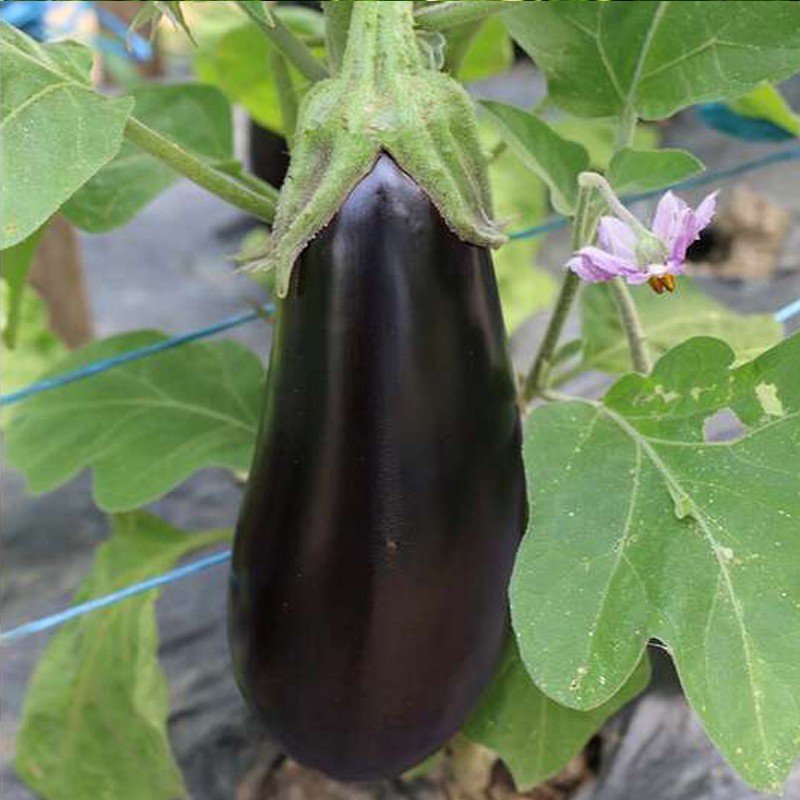 Aubergine de Barbentane