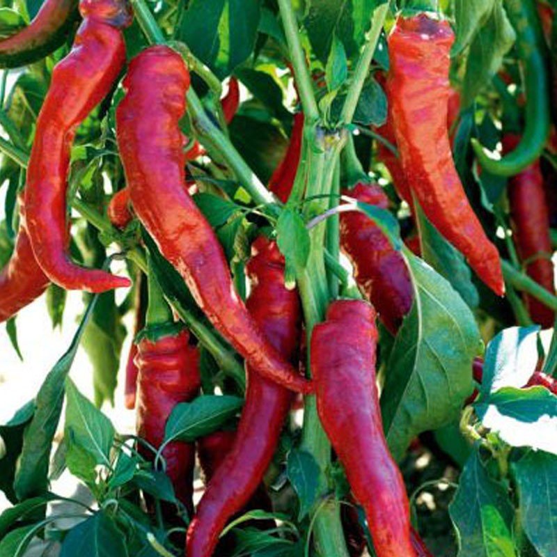 Piment doux des Landes