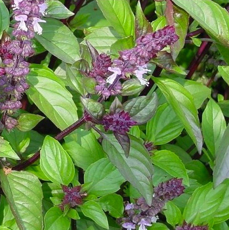 Basilic Cannelle