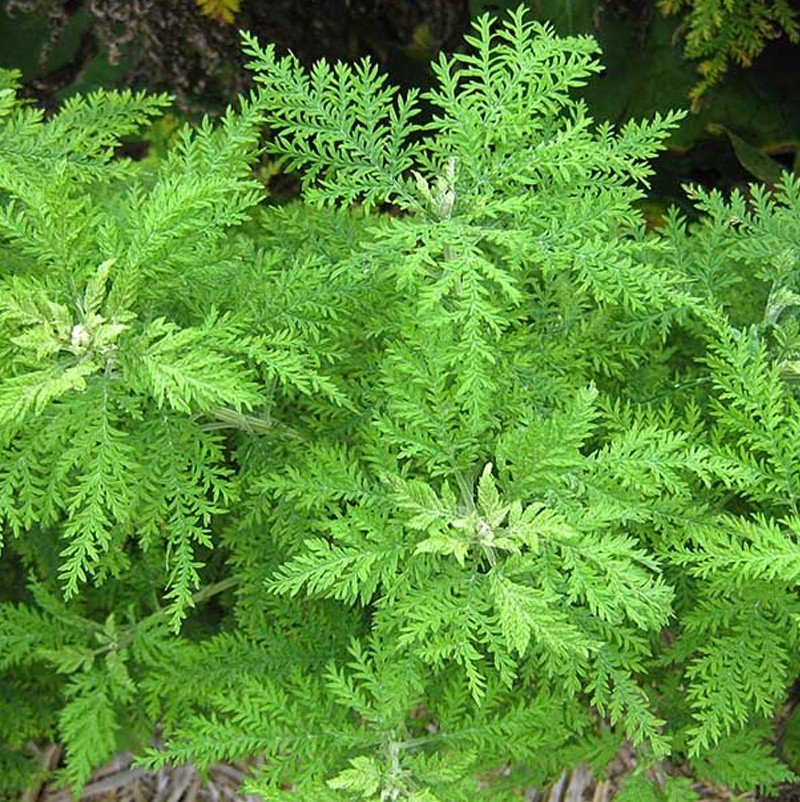 Artemesia Annuelle