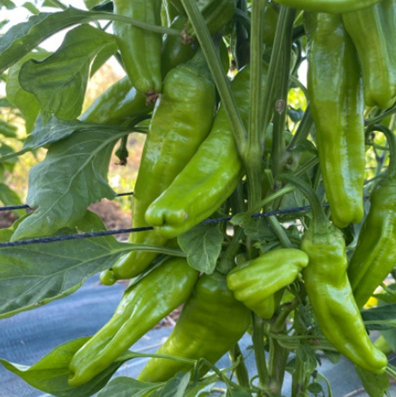 Piment Frigitello «Pimientos de Padrón»