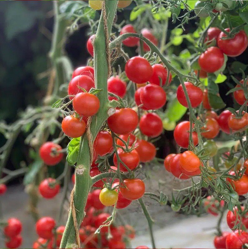 Tomate cerise - Miel du Mexique