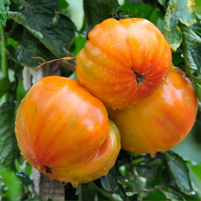 Tomate Ananas Jaune