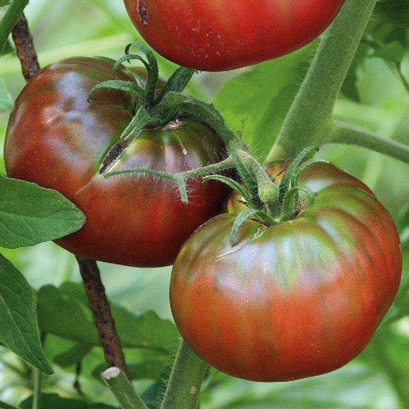 Tomate Noire de Crimée