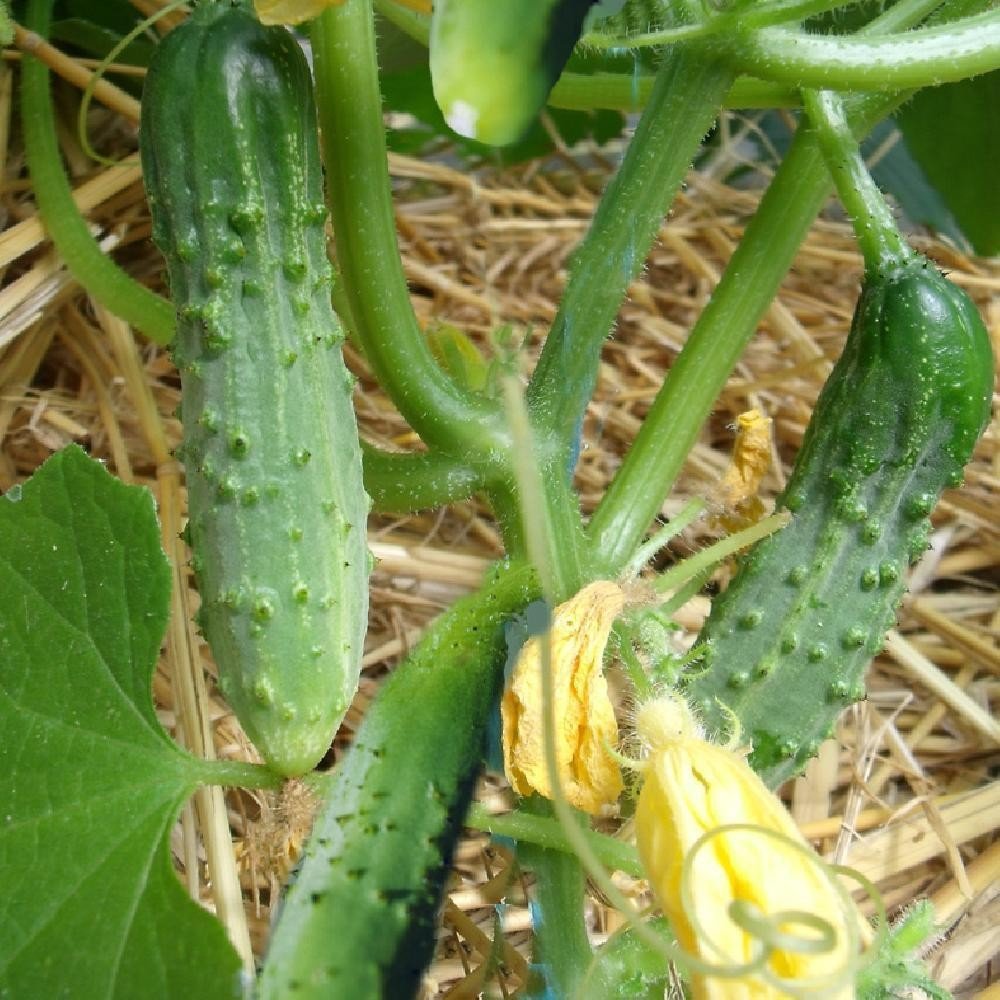 Cornichon Vert fin de Meaux
