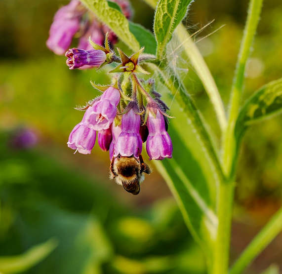 Consoude officinale