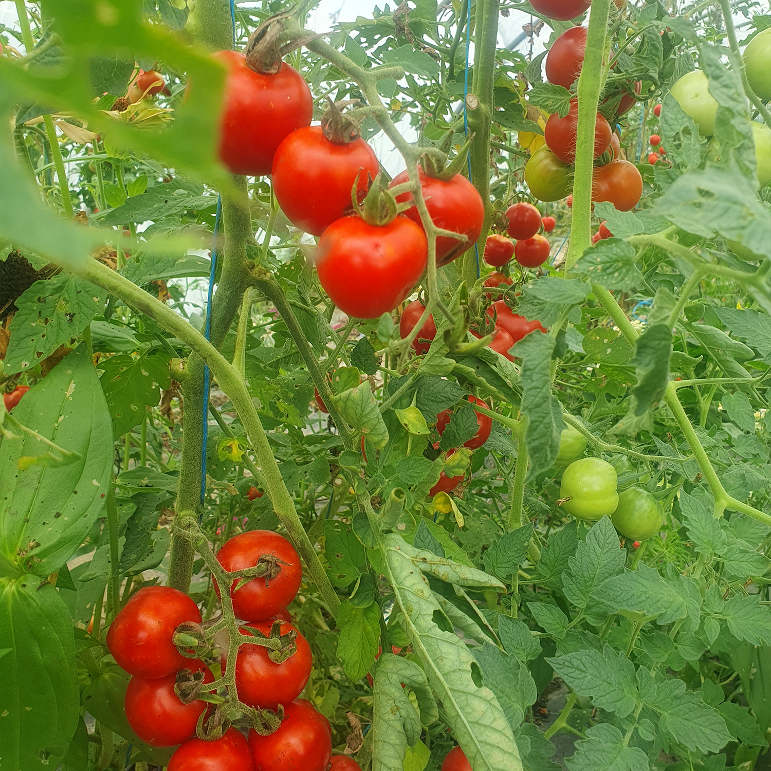 Tomate Cerise - Délice des Jardiniers
