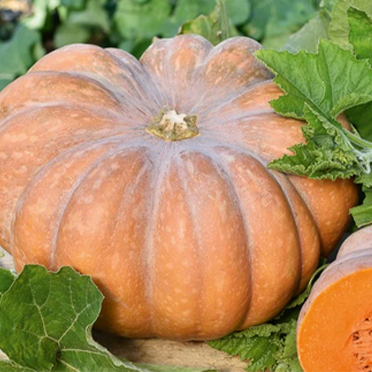 Courge musquée de Provence