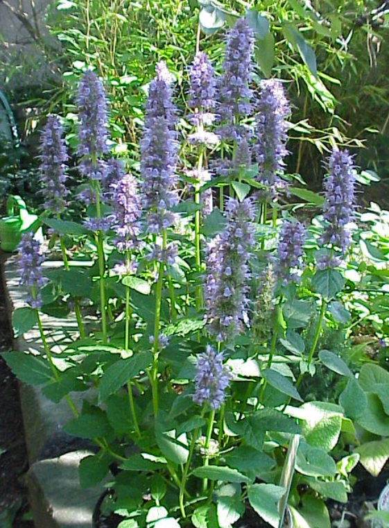 Agastache anisée