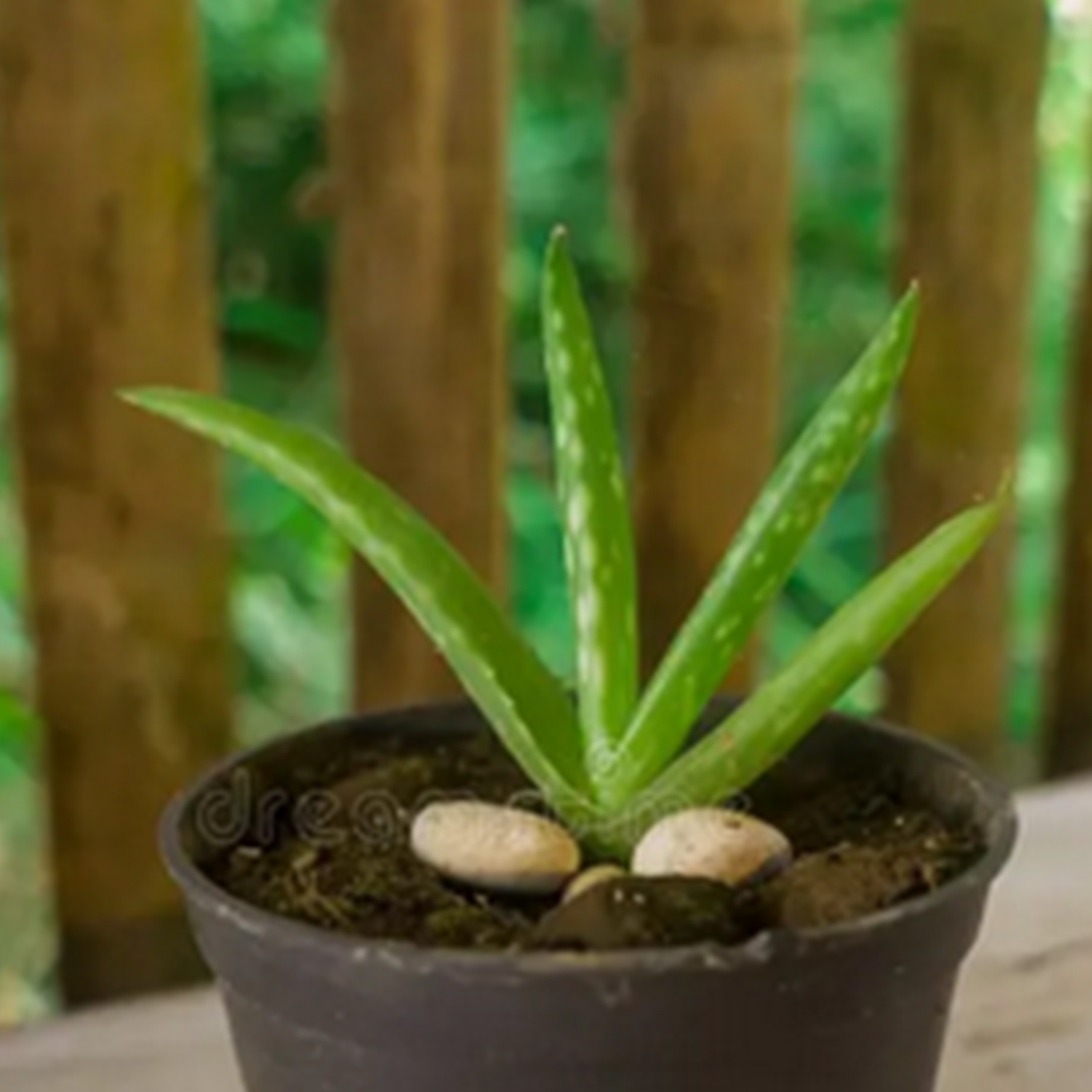 Aloe