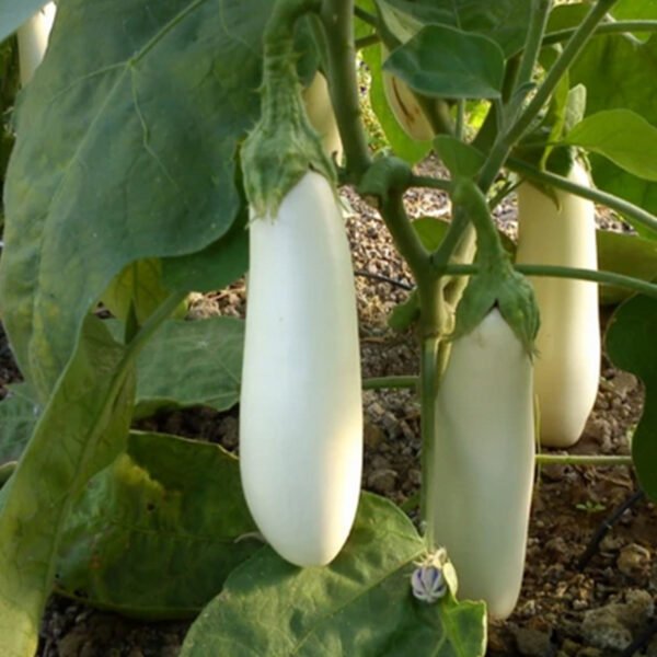 Aubergine Blanche Dourga
