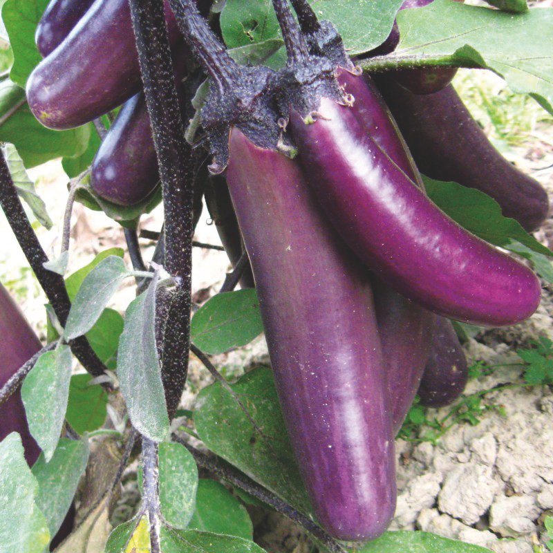 Aubergine Slim Jim