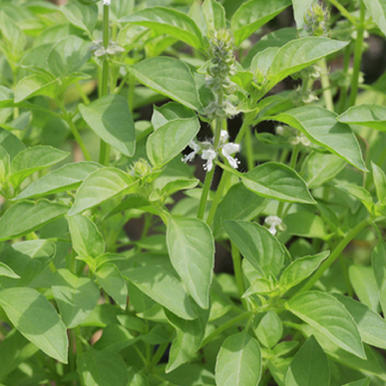 Basilic  Citron