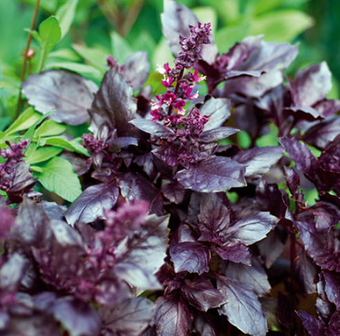 Basilic Pourpre