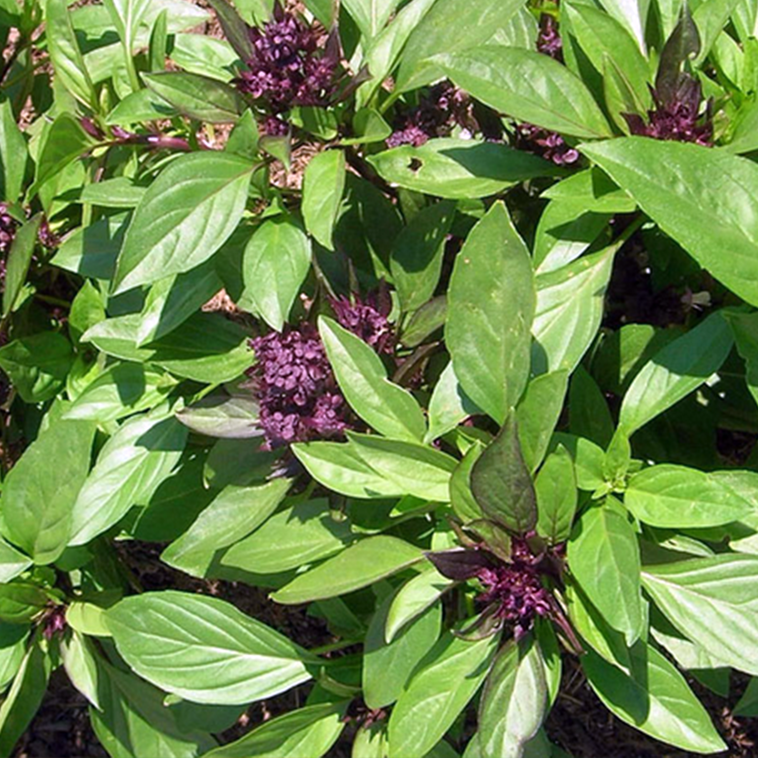 Basilic Thaï