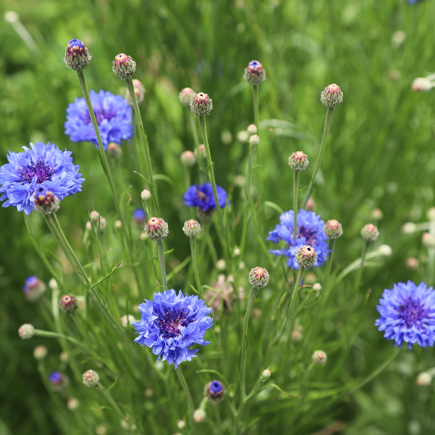 Bleuet