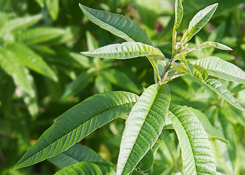 Verveine citronnée