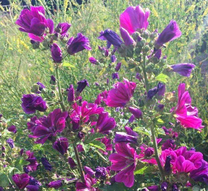 Mauve