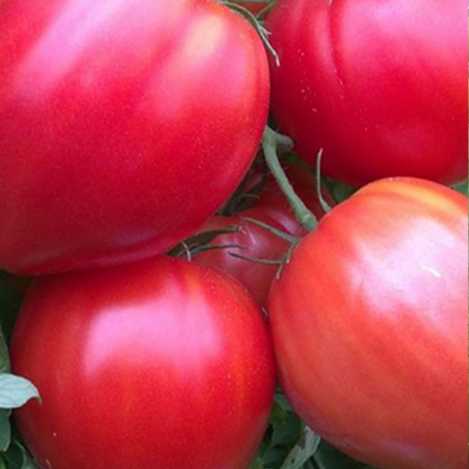 Tomate Cœur de Bœuf Rose