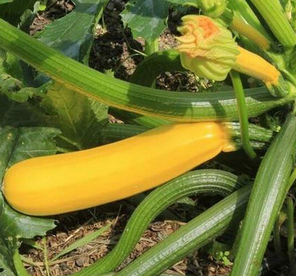 Courgette jaune