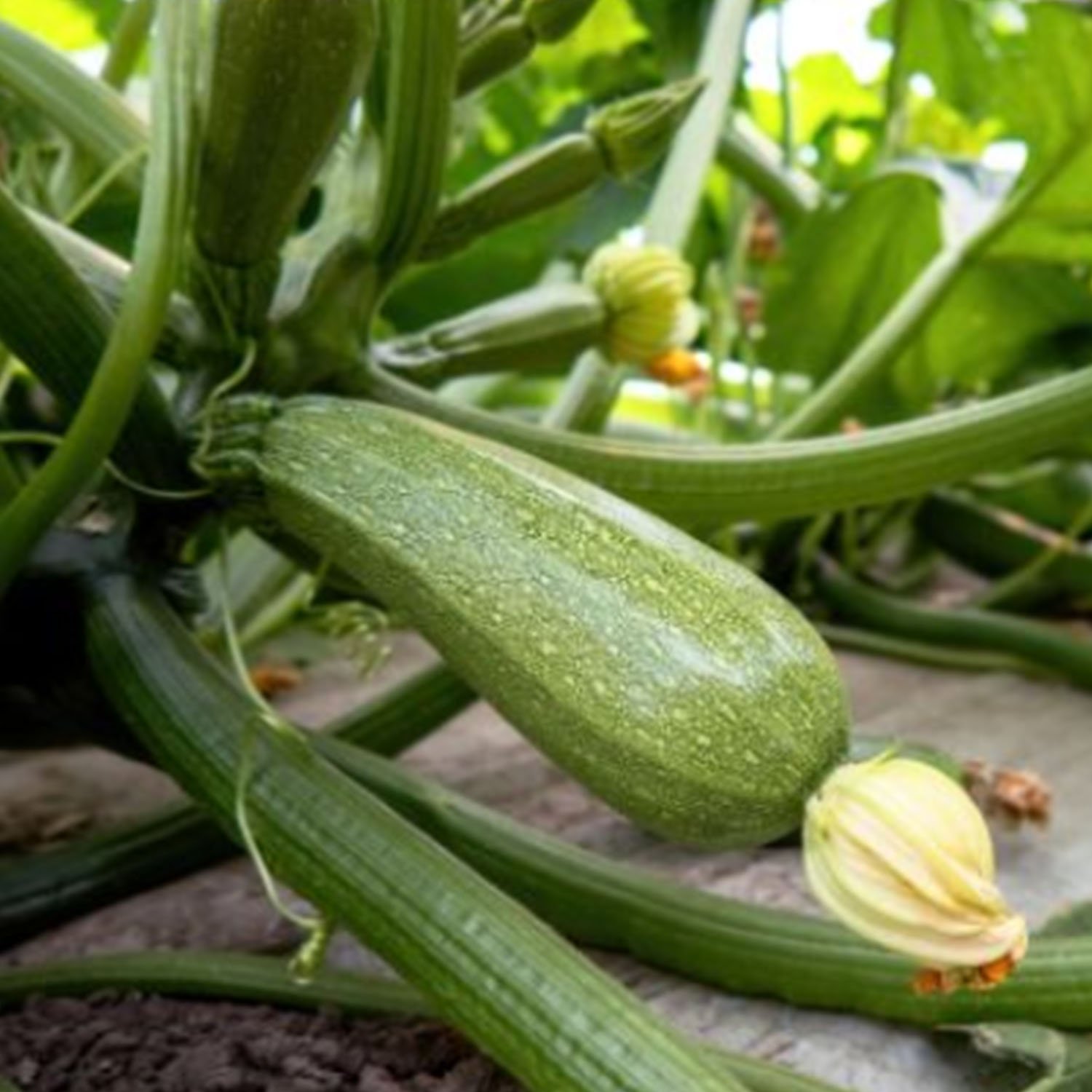 Courgette grise d’Alger