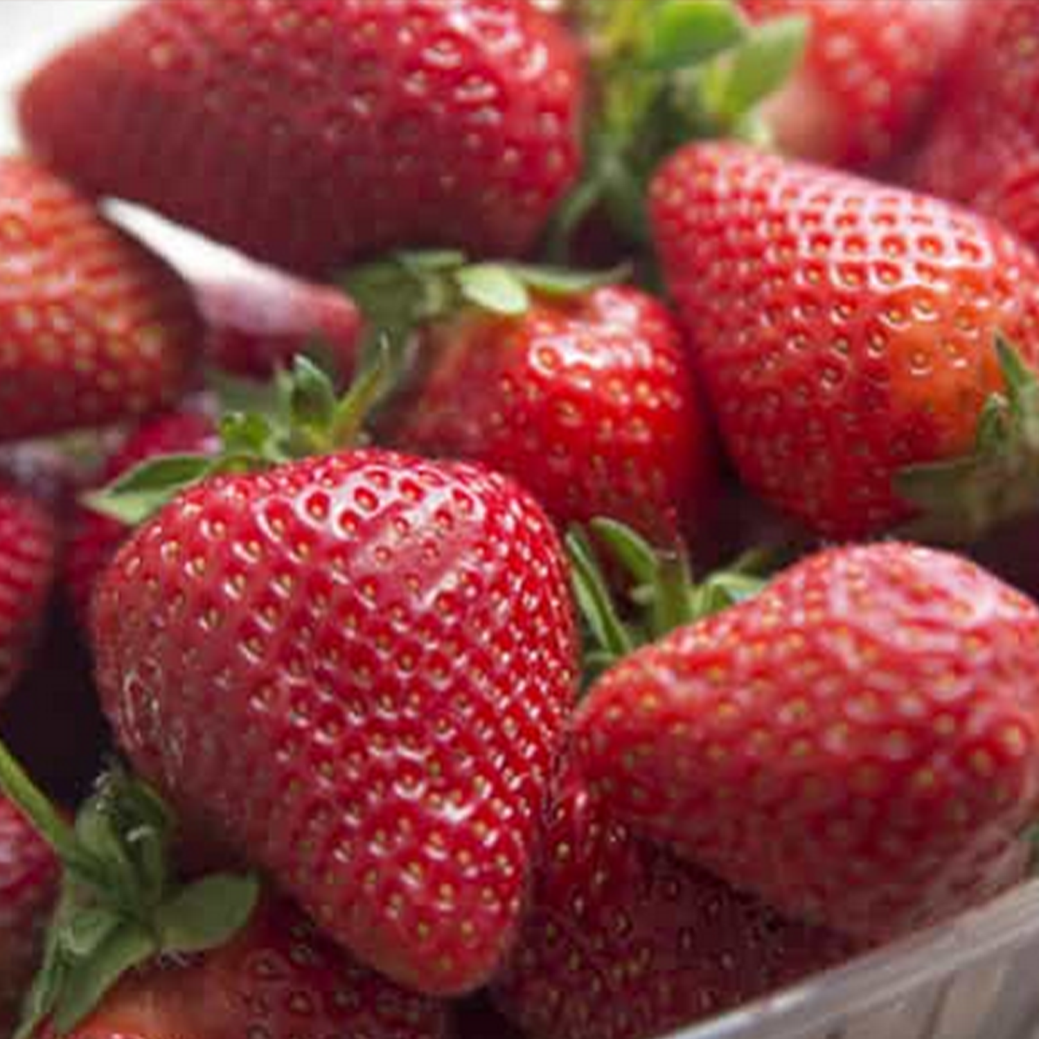 Fraisiers Charlotte