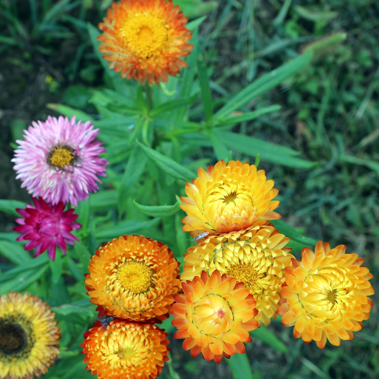 Immortelle