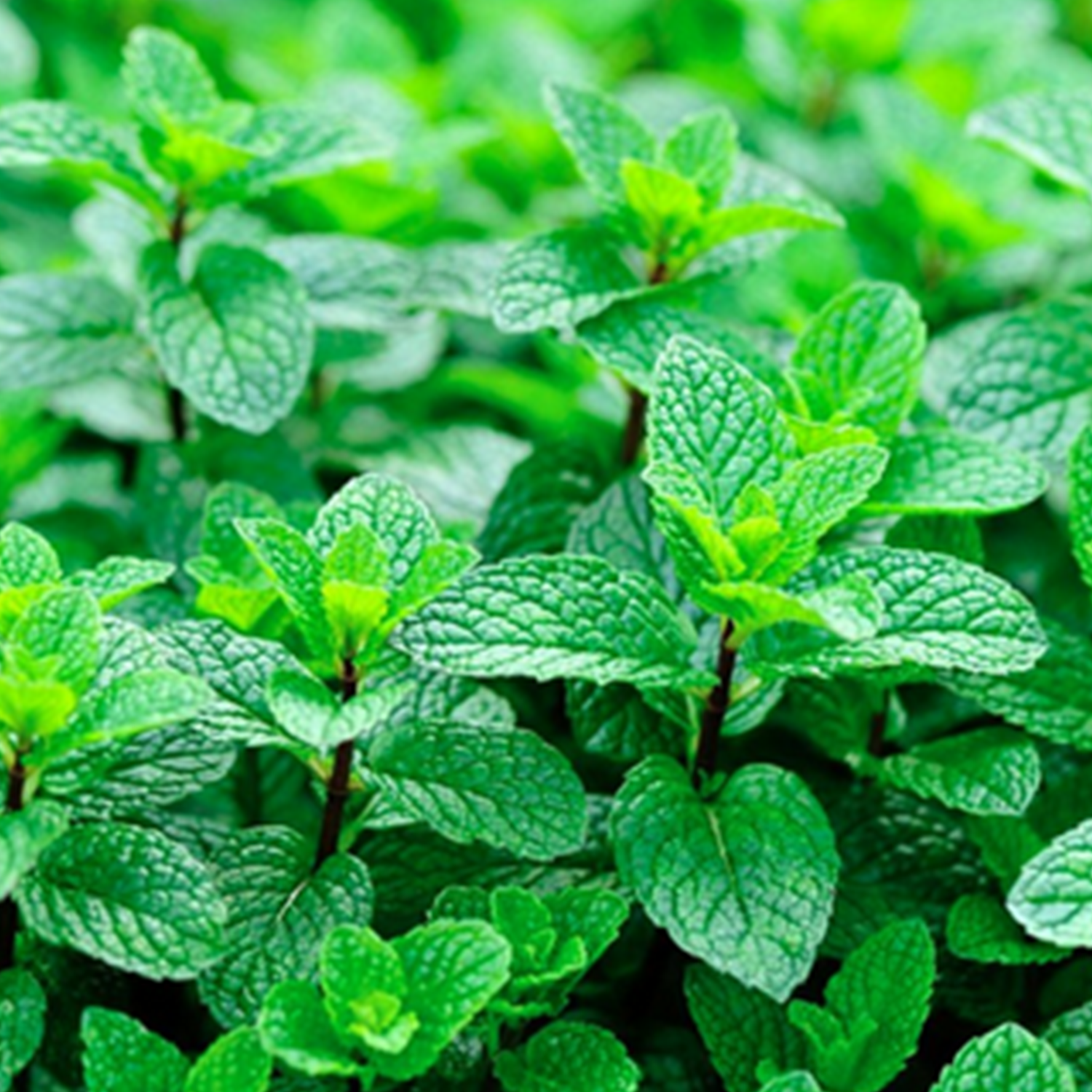 Menthe marocaine