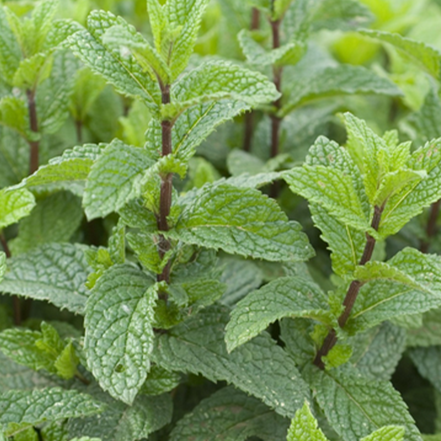 Menthe mojito