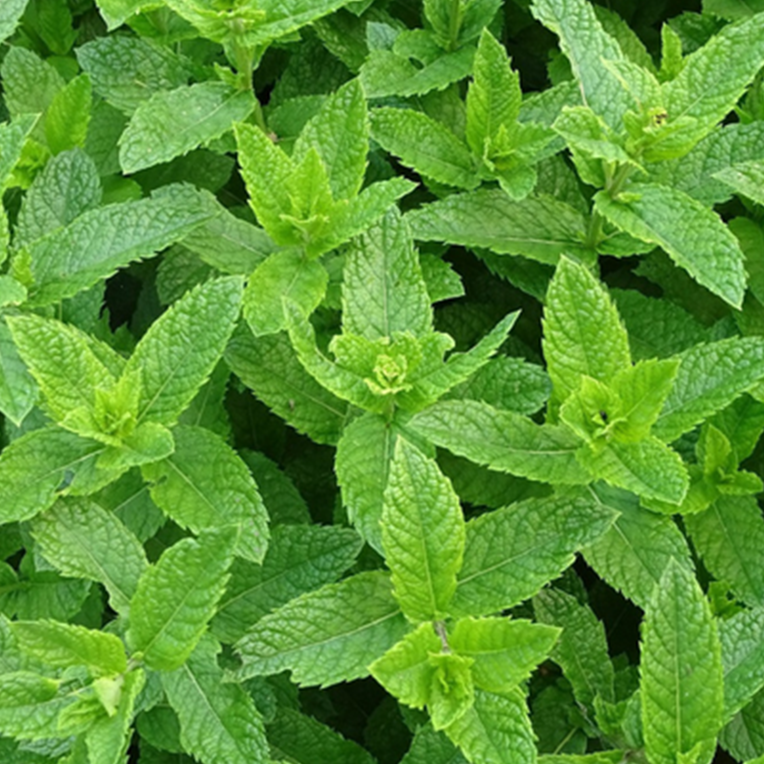Menthe verte