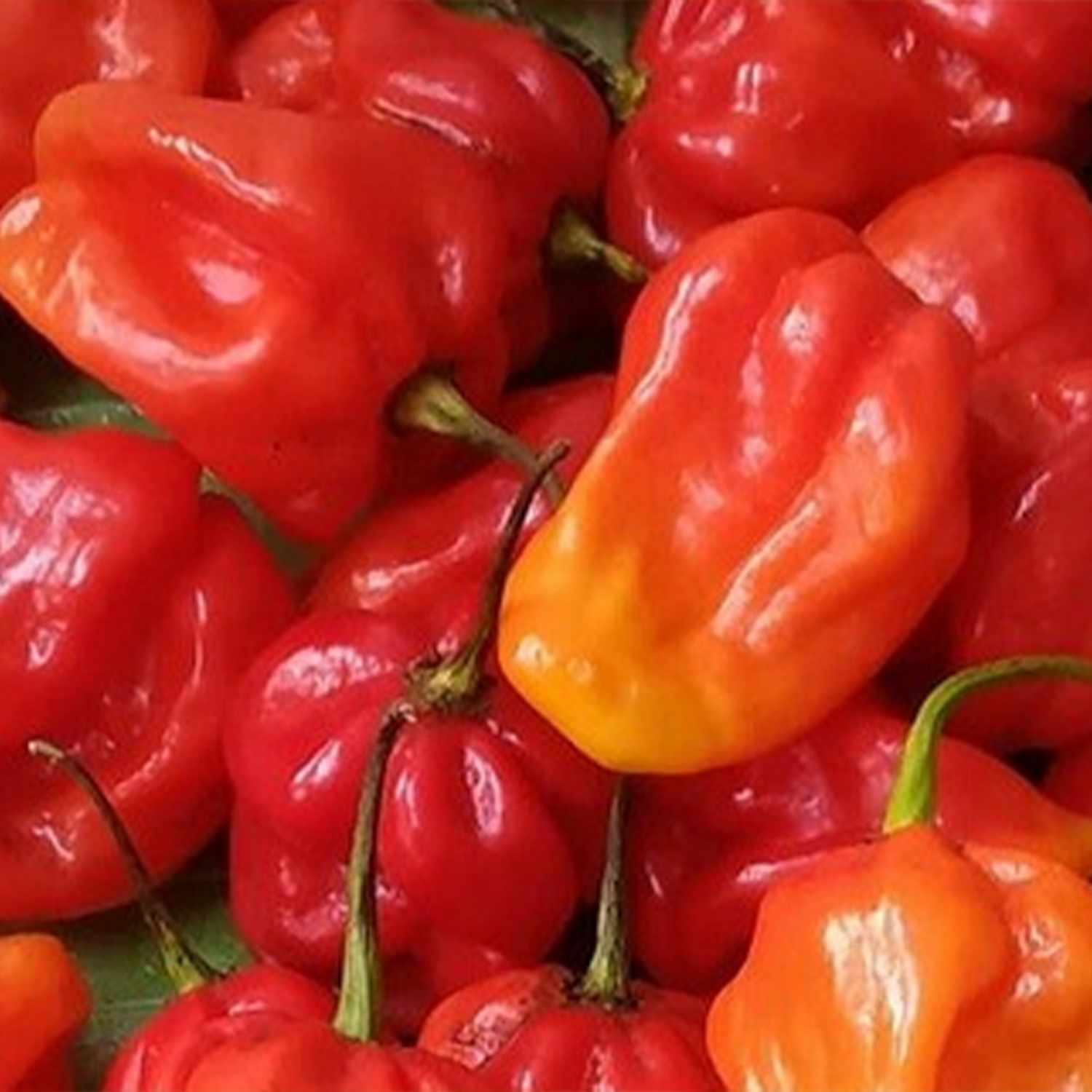 Piment Habanero