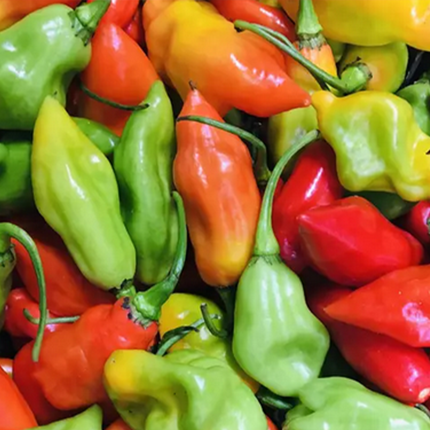 Piment végétarien