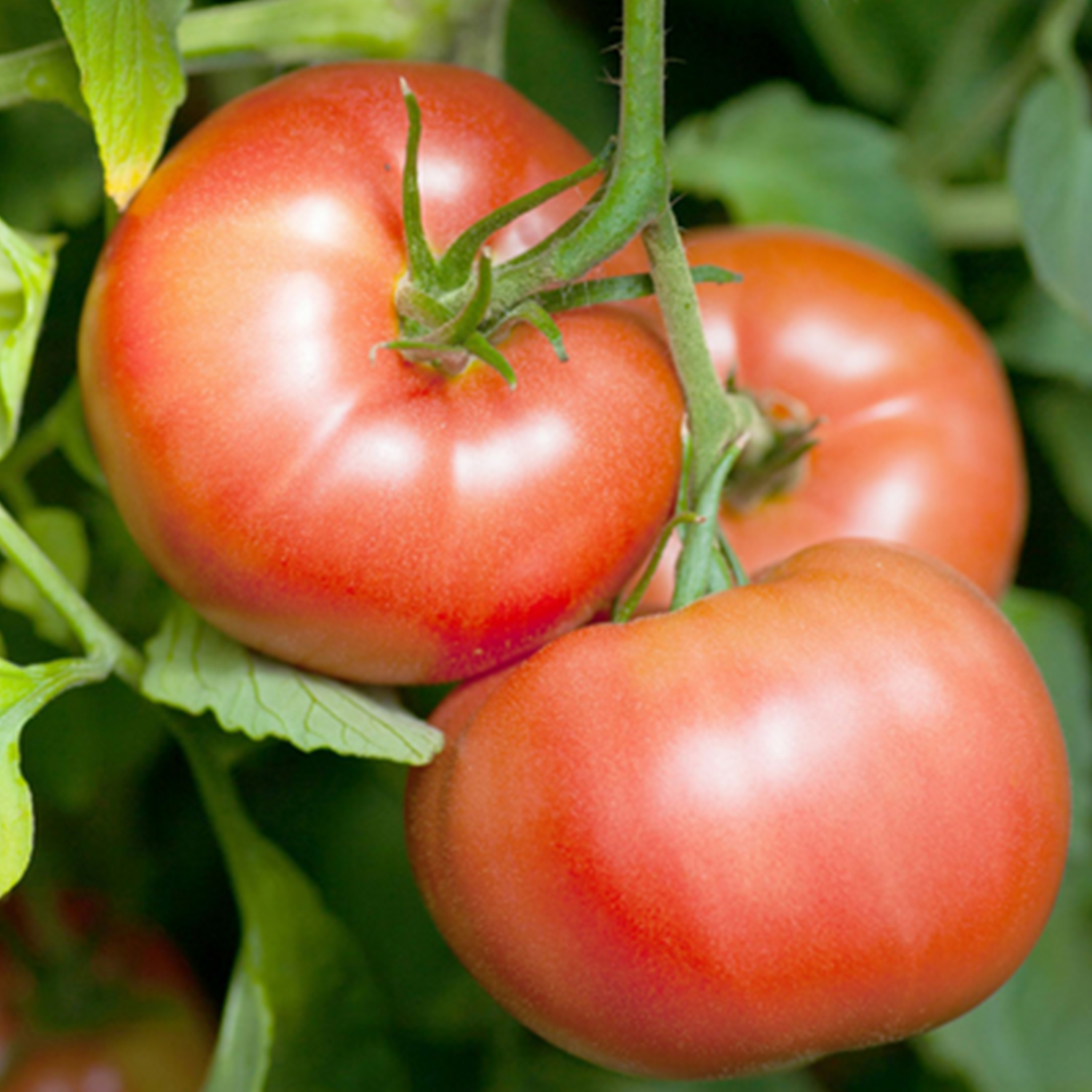 Tomate Reine des Hâtives "estiva style"