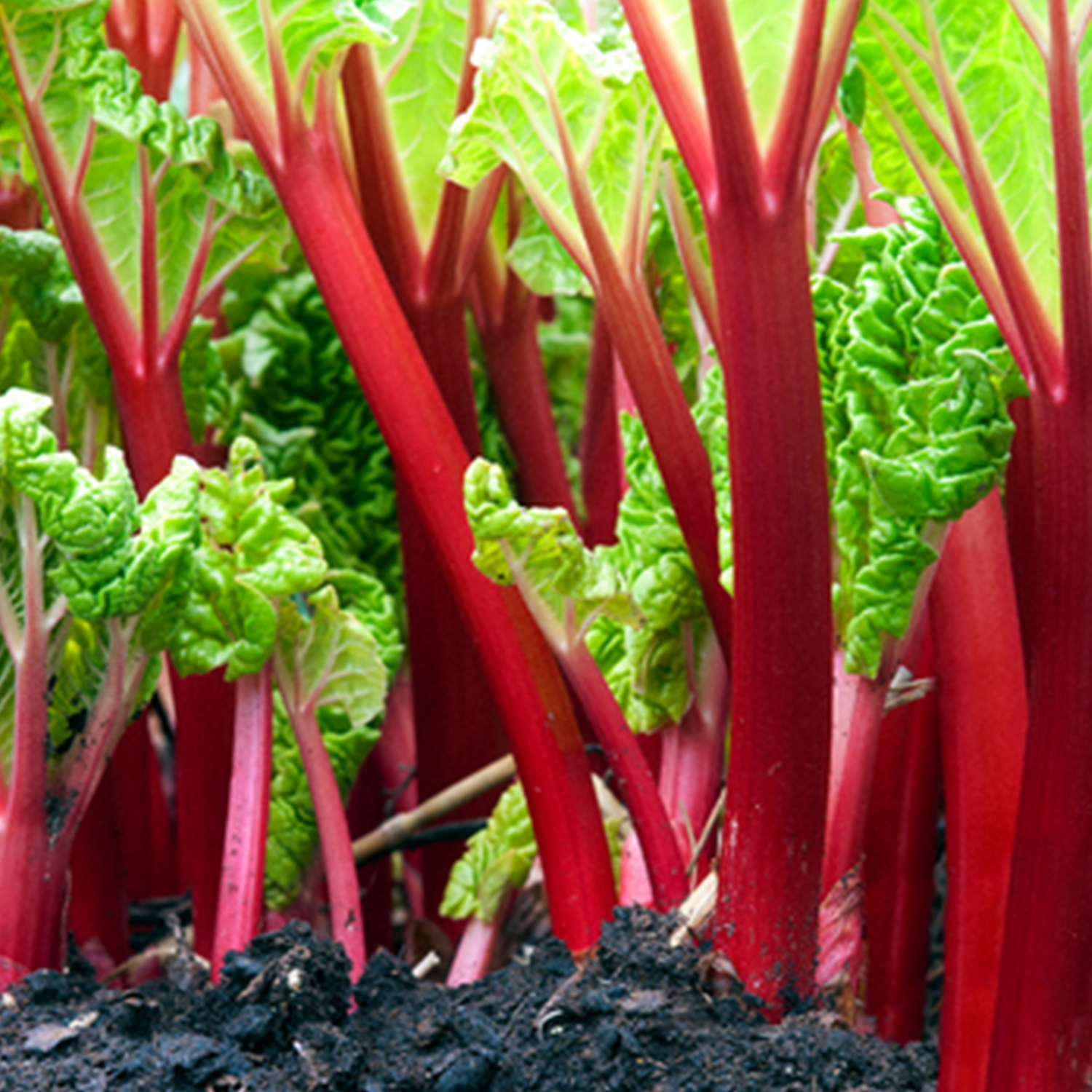 Rhubarbe