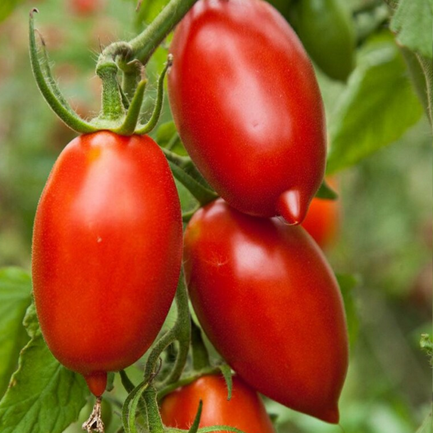 Tomate Roma (Amish paste)